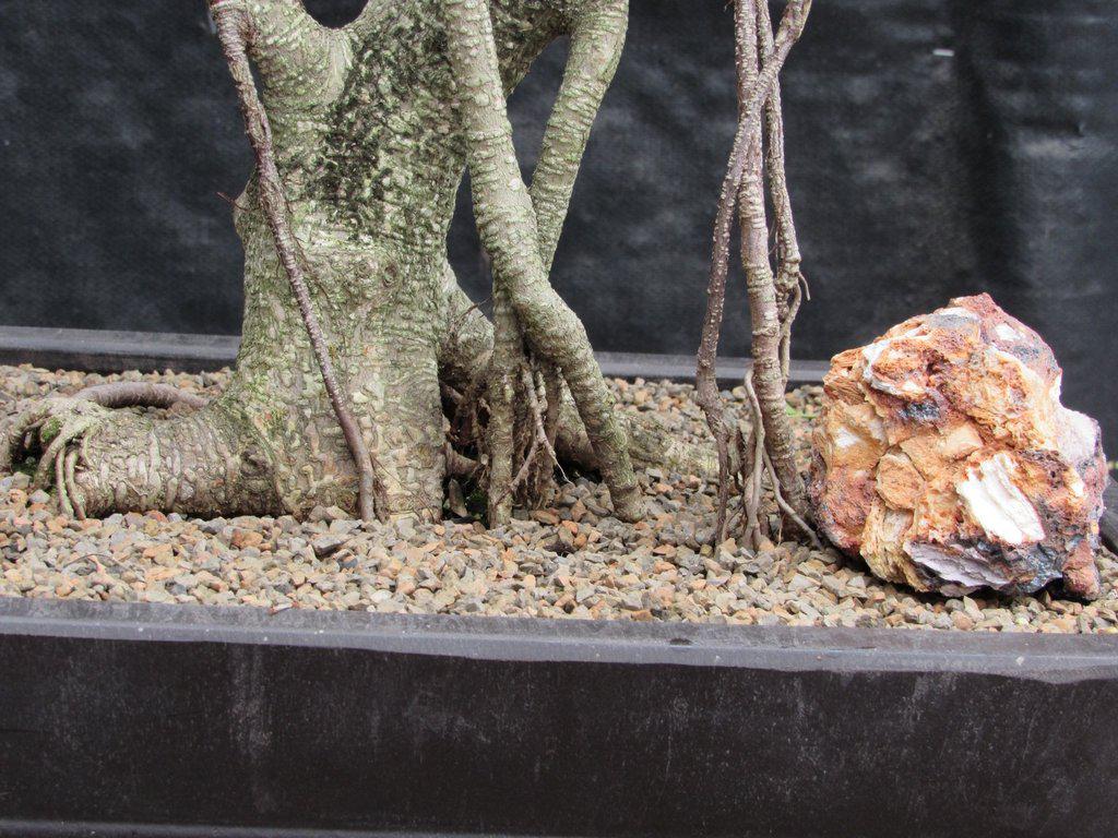 42 Year Ficus Retusa Specimen Bonsai Tree Exposed Roots