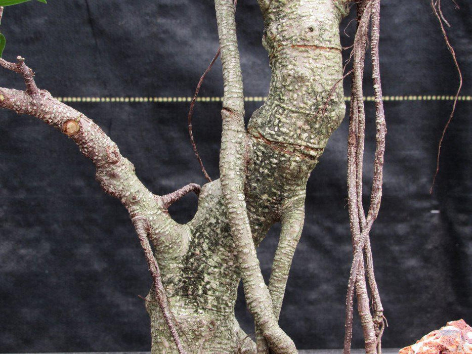 42 Year Ficus Retusa Specimen Bonsai Tree Bark