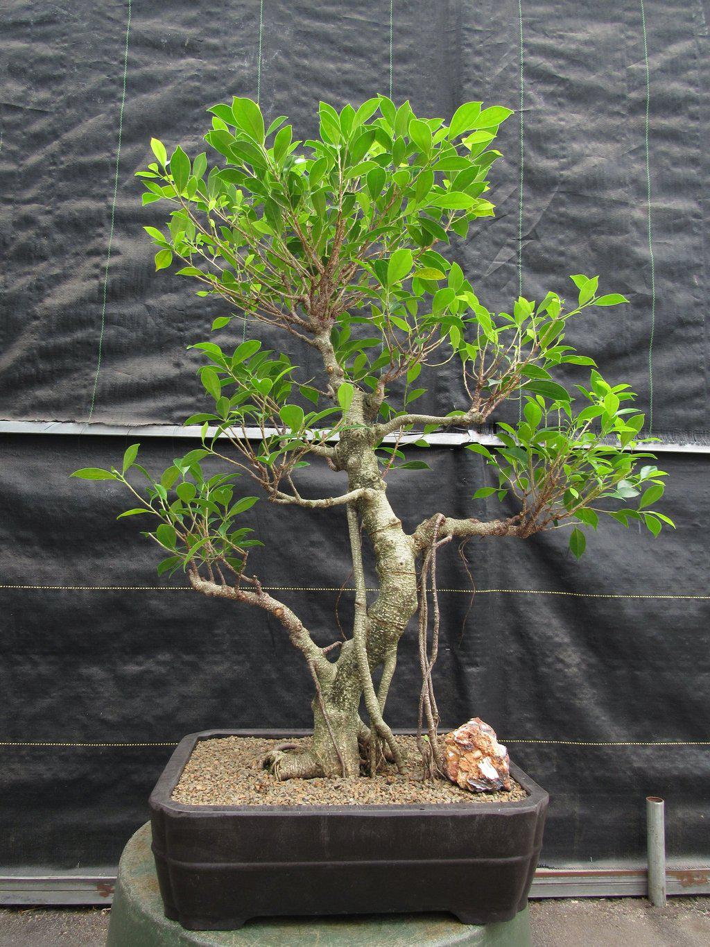 Ficus Bonsai Trees