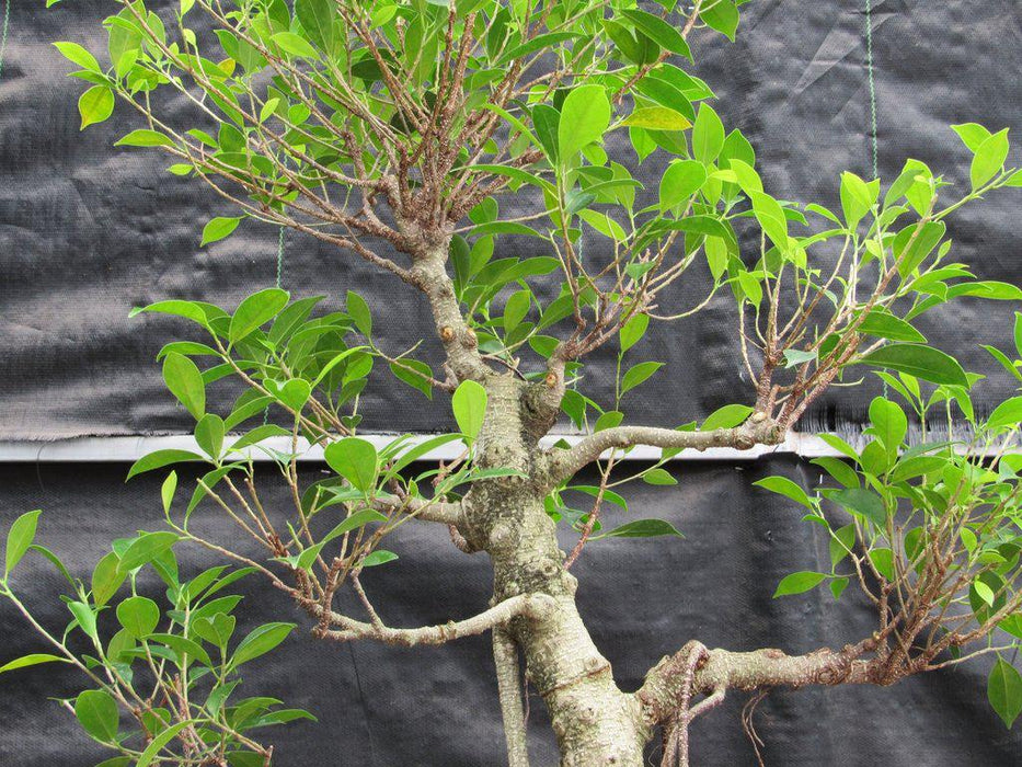 42 Year Ficus Retusa Specimen Bonsai Tree Foliage