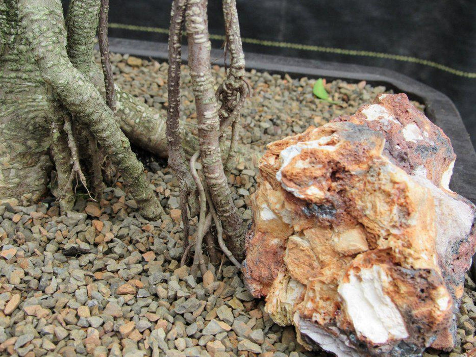 42 Year Ficus Retusa Specimen Bonsai Tree Air Roots