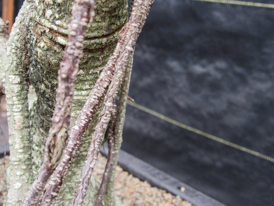 42 Year Ficus Retusa Specimen Bonsai Tree Exposed Roots