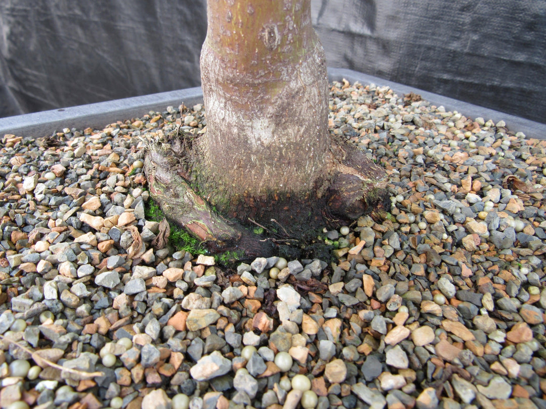 42 Year Old Coral Bark Japanese Maple Specimen Bonsai Tree Rootball