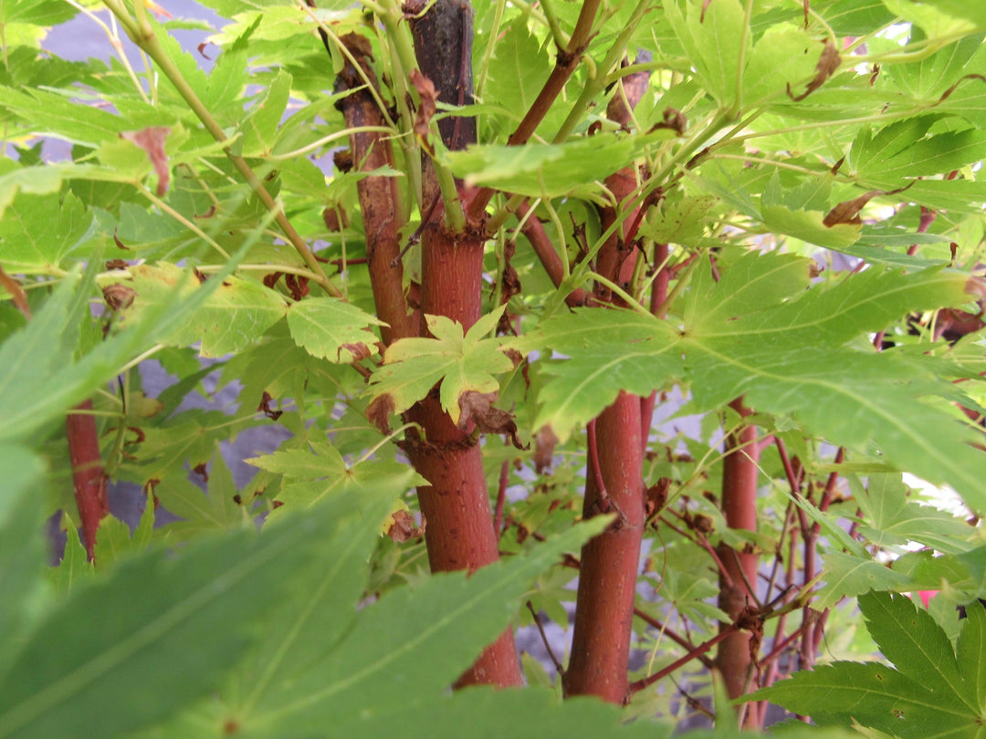 42 Year Old Coral Bark Japanese Maple Specimen Bonsai Tree Coloring