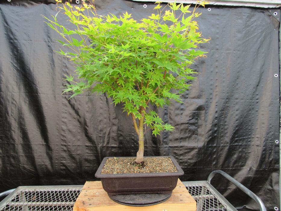 42 Year Old Coral Bark Japanese Maple Specimen Bonsai Tree Back