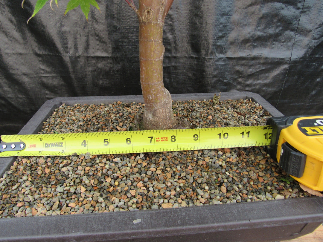 42 Year Old Coral Bark Japanese Maple Specimen Bonsai Tree Width