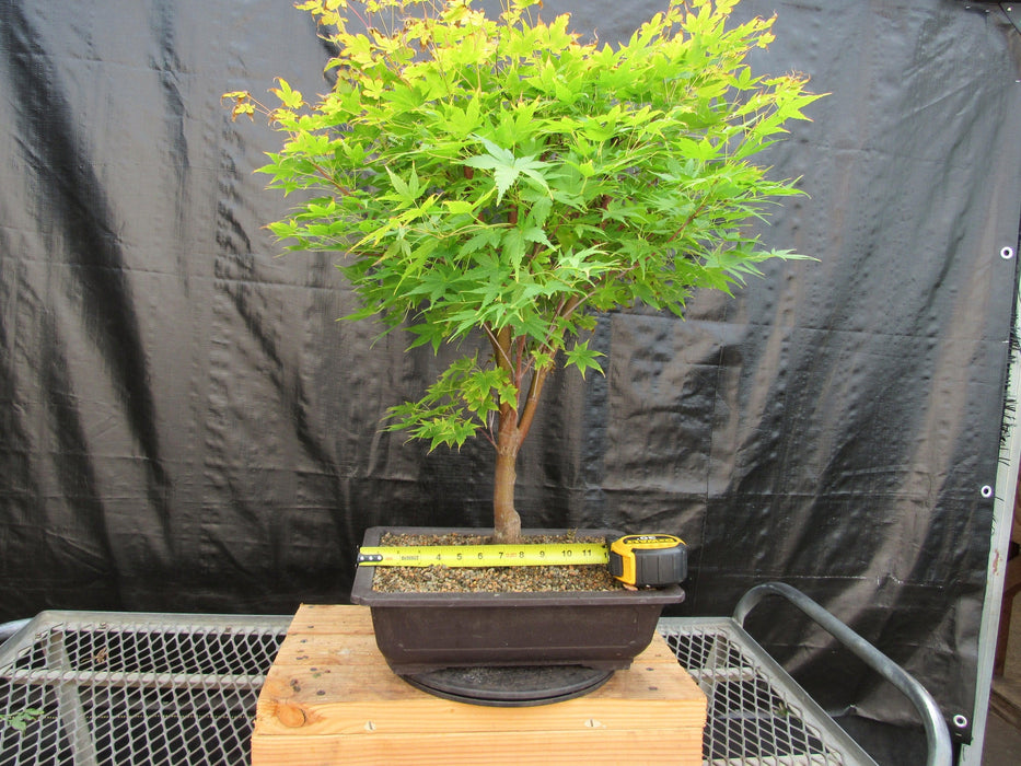 42 Year Old Coral Bark Japanese Maple Specimen Bonsai Tree Size