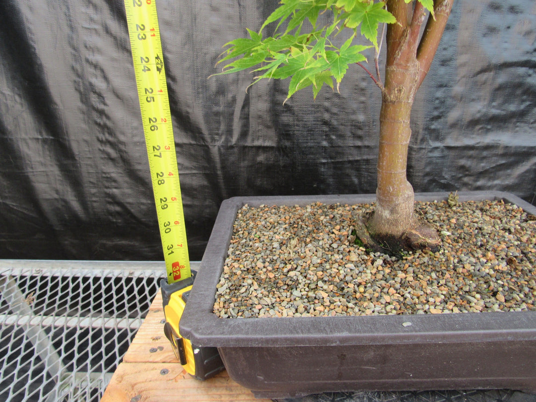 42 Year Old Coral Bark Japanese Maple Specimen Bonsai Tree Height