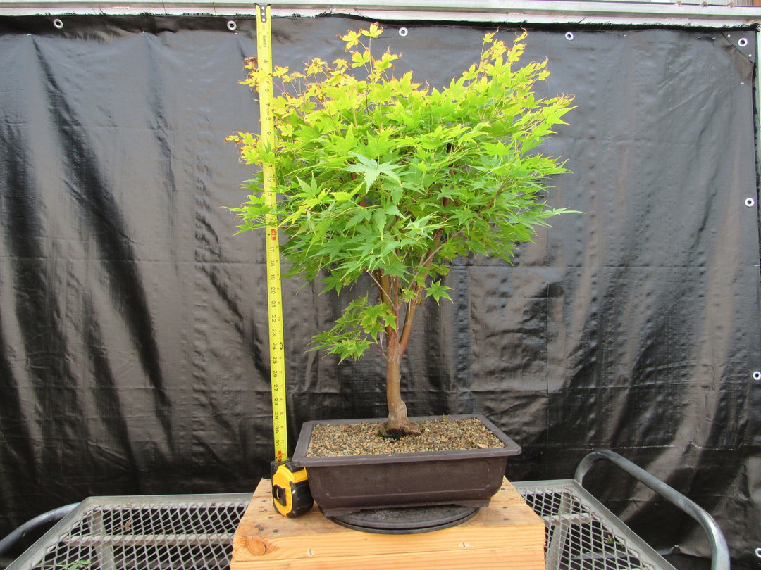 42 Year Old Coral Bark Japanese Maple Specimen Bonsai Tree Tall