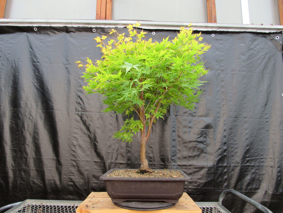 42 Year Old Coral Bark Japanese Maple Specimen Bonsai Tree Profile
