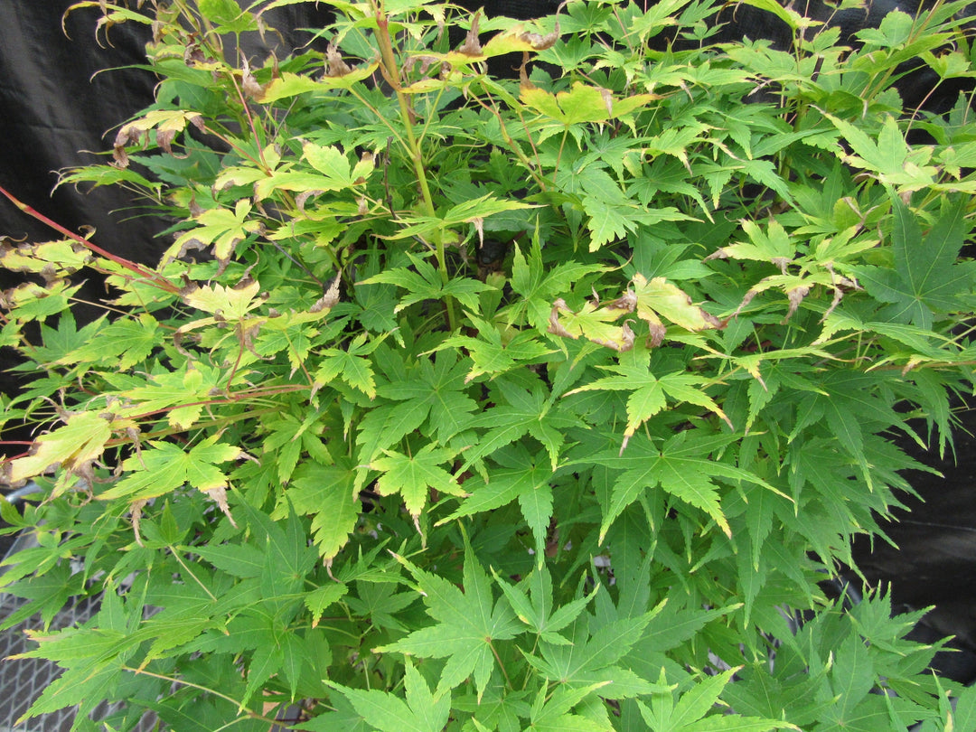 42 Year Old Coral Bark Japanese Maple Specimen Bonsai Tree Foliage