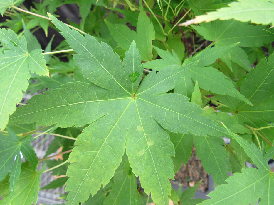 42 Year Old Coral Bark Japanese Maple Specimen Bonsai Tree Leaf