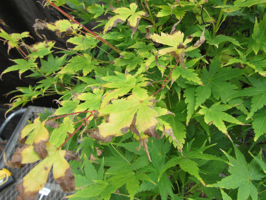 42 Year Old Coral Bark Japanese Maple Specimen Bonsai Tree Fall Foliage Beginning
