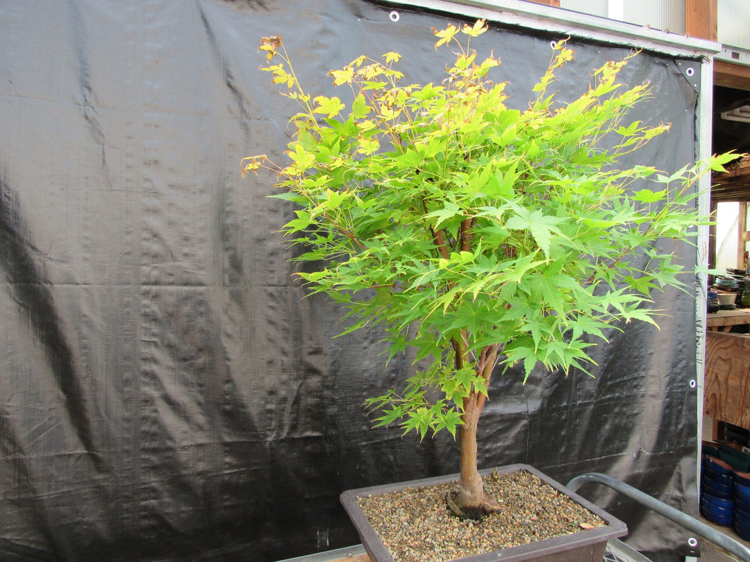 42 Year Old Coral Bark Japanese Maple Specimen Bonsai Tree Side
