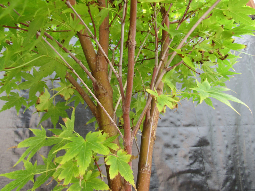 42 Year Old Coral Bark Japanese Maple Specimen Bonsai Tree Branch Structure