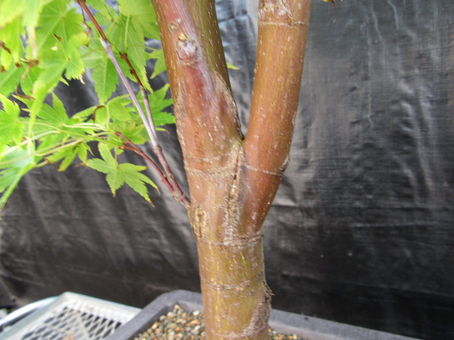 42 Year Old Coral Bark Japanese Maple Specimen Bonsai Tree Bark