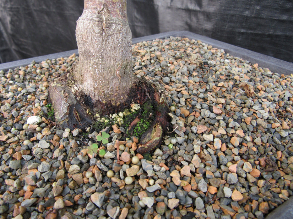 42 Year Old Coral Bark Japanese Maple Specimen Bonsai Tree Root