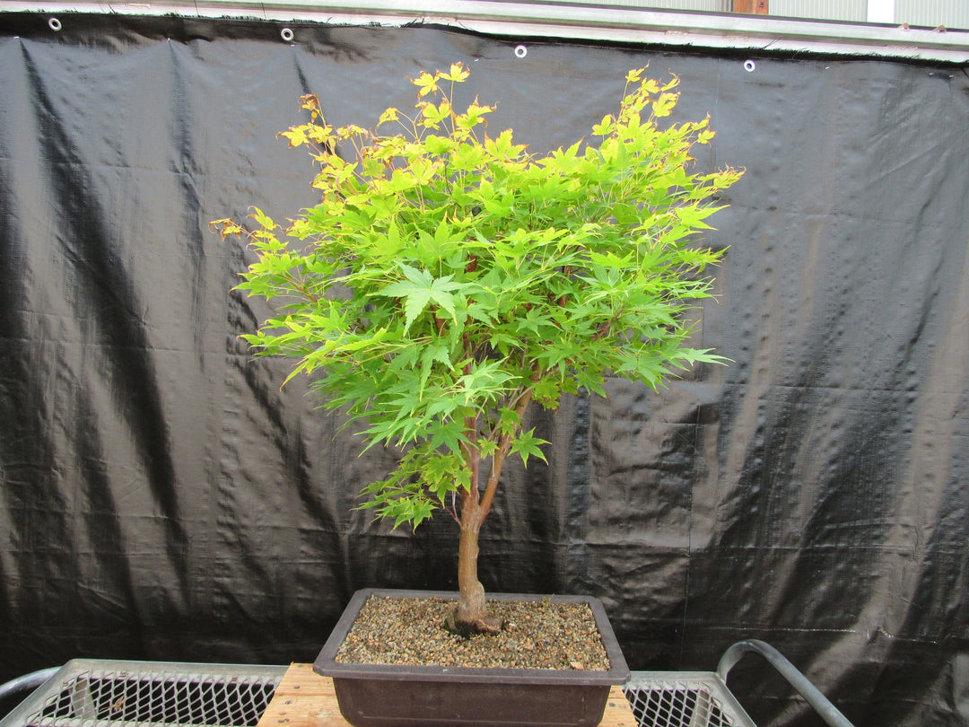 42 Year Old Coral Bark Japanese Maple Specimen Bonsai Tree