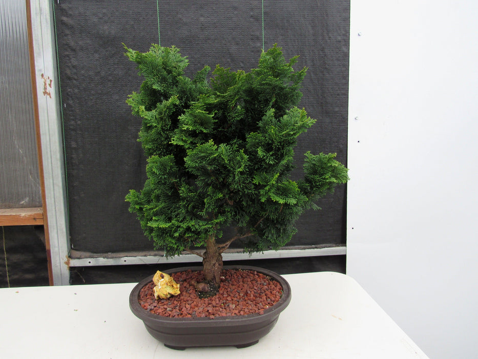 42 Year Old Hinoki Cypress Specimen Bonsai Tree Back