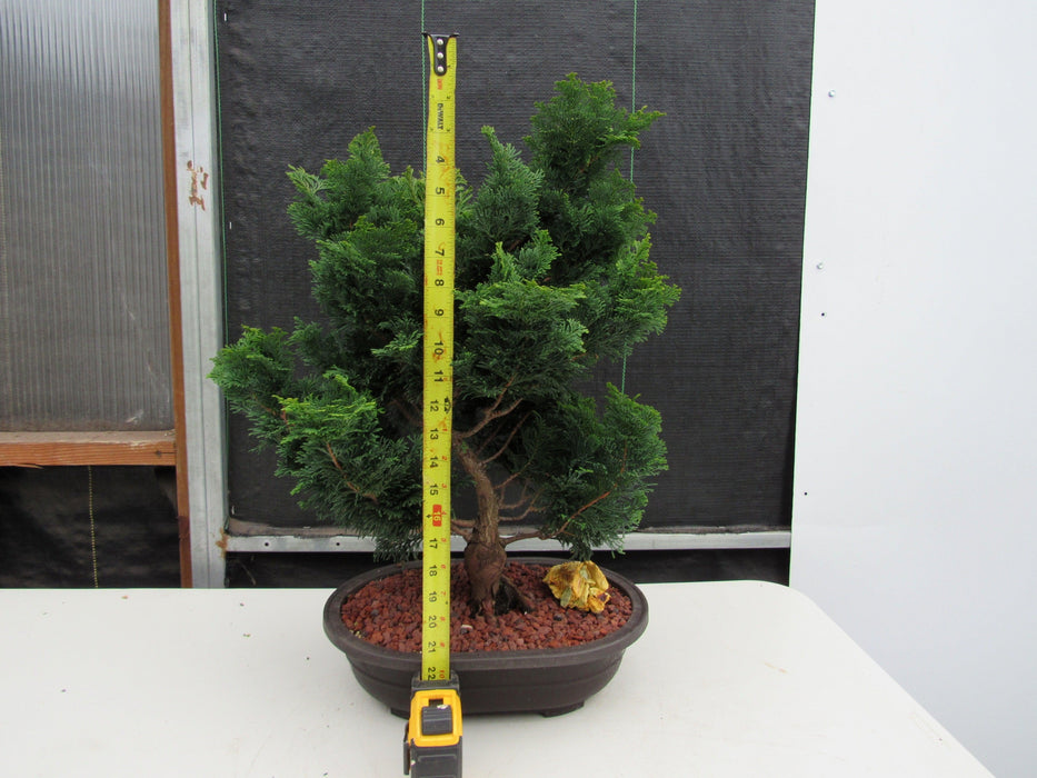 42 Year Old Hinoki Cypress Specimen Bonsai Tree Size