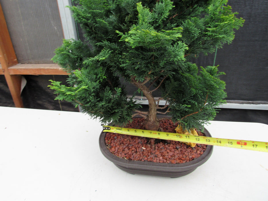 42 Year Old Hinoki Cypress Specimen Bonsai Tree Width