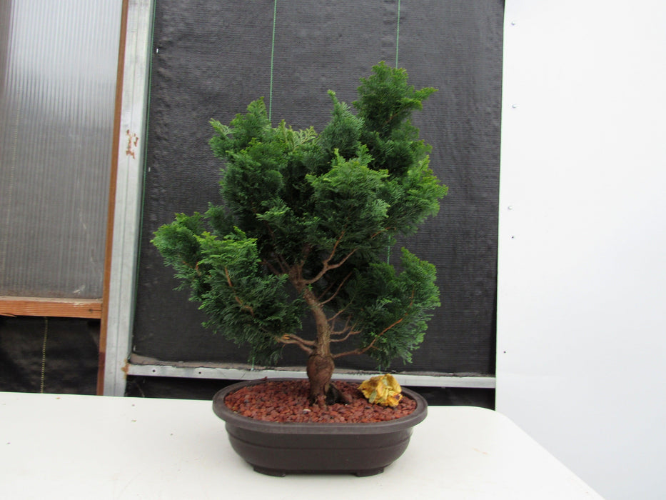 42 Year Old Hinoki Cypress Specimen Bonsai Tree Profile