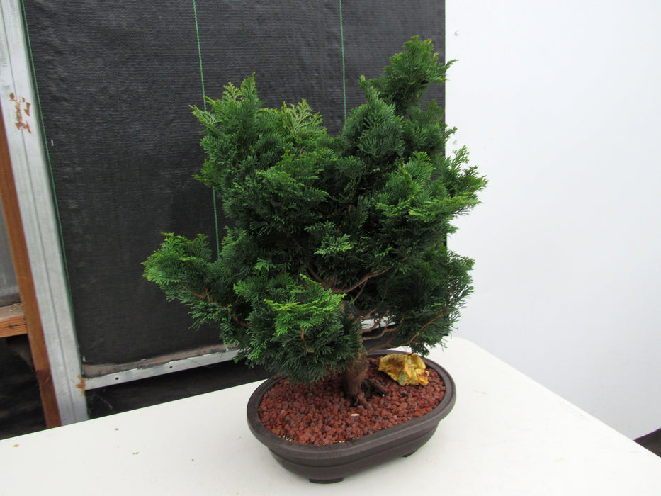 42 Year Old Hinoki Cypress Specimen Bonsai Tree Side