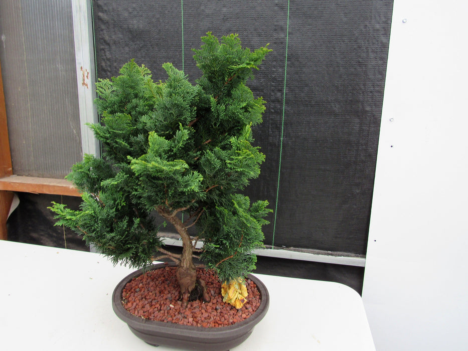 42 Year Old Hinoki Cypress Specimen Bonsai Tree Strong Side