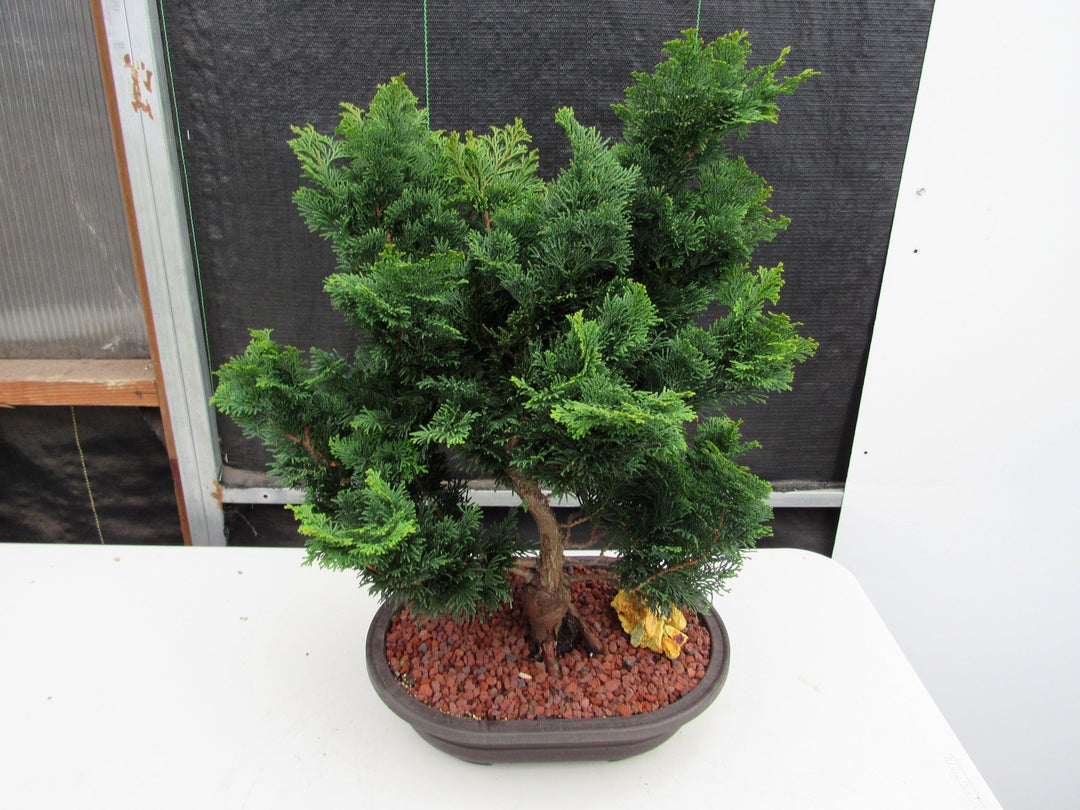 42 Year Old Hinoki Cypress Specimen Bonsai Tree Top