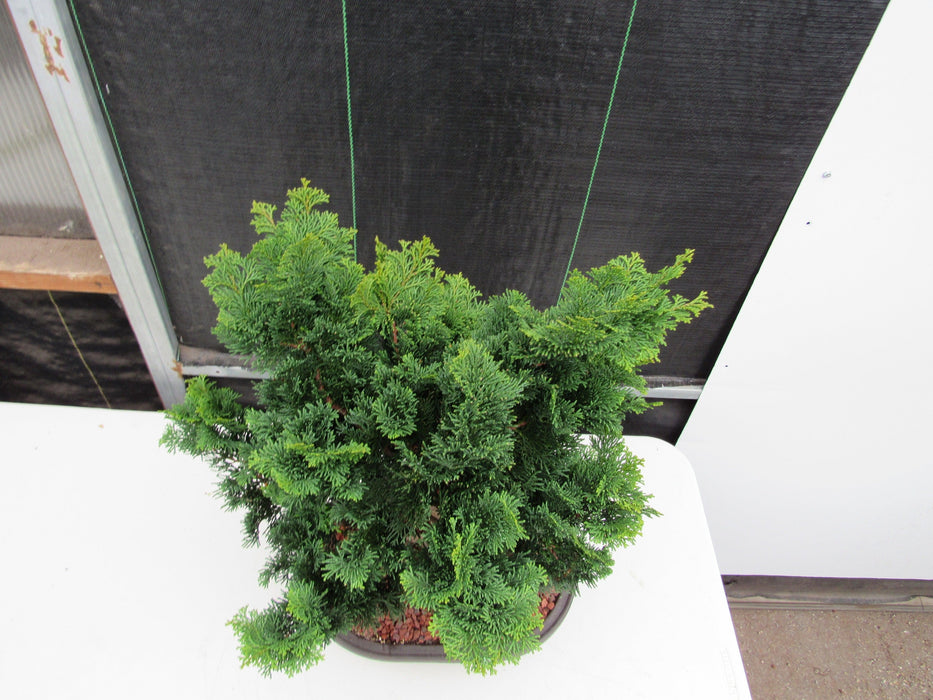 42 Year Old Hinoki Cypress Specimen Bonsai Tree Canopy