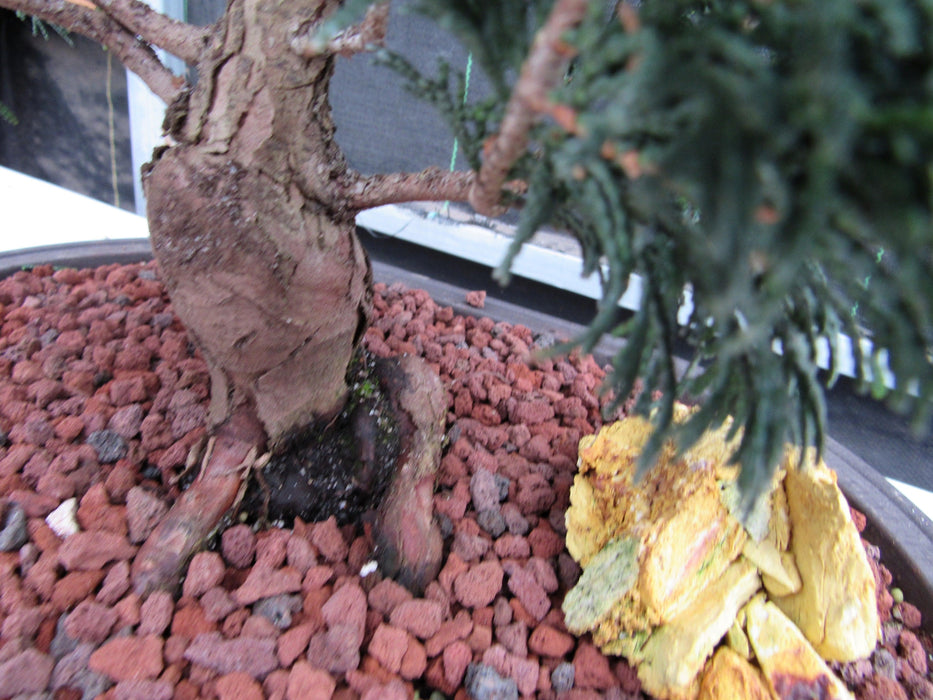 42 Year Old Hinoki Cypress Specimen Bonsai Tree Roots