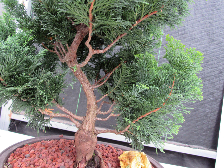 42 Year Old Hinoki Cypress Specimen Bonsai Tree Branch Structure