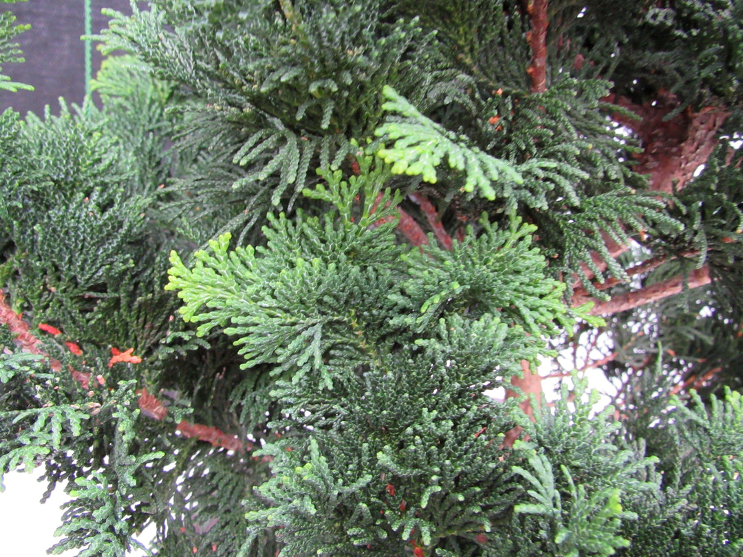 42 Year Old Hinoki Cypress Specimen Bonsai Tree Foliage