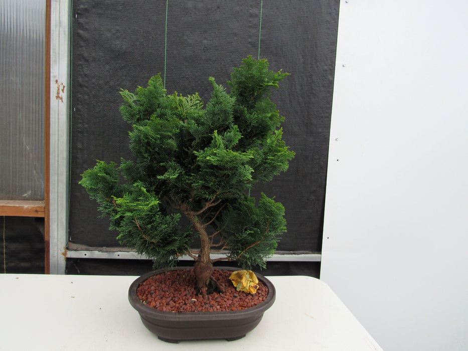 42 Year Old Hinoki Cypress Specimen Bonsai Tree