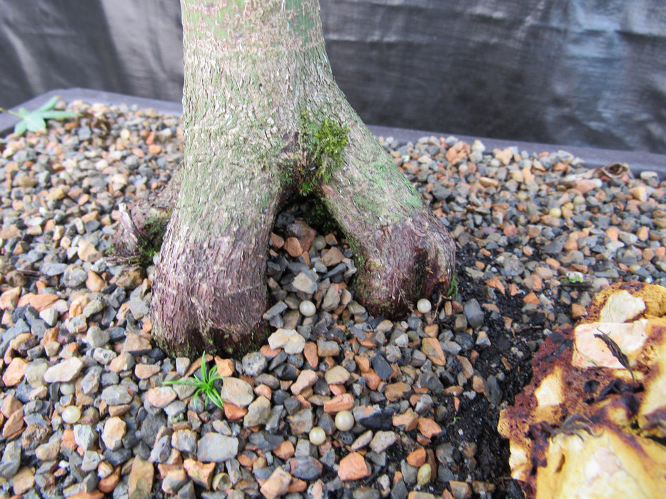 42 Year Old Mikawa Yatsubusa Japanese Maple Bonsai Tree Rootball