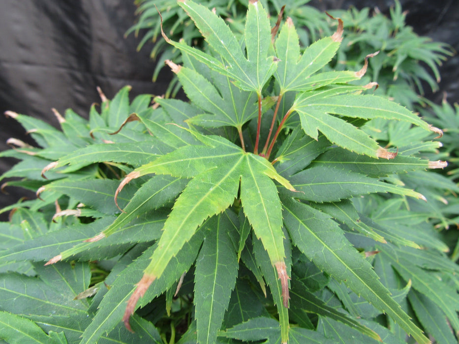 42 Year Old Mikawa Yatsubusa Japanese Maple Bonsai Tree Fall Foliage