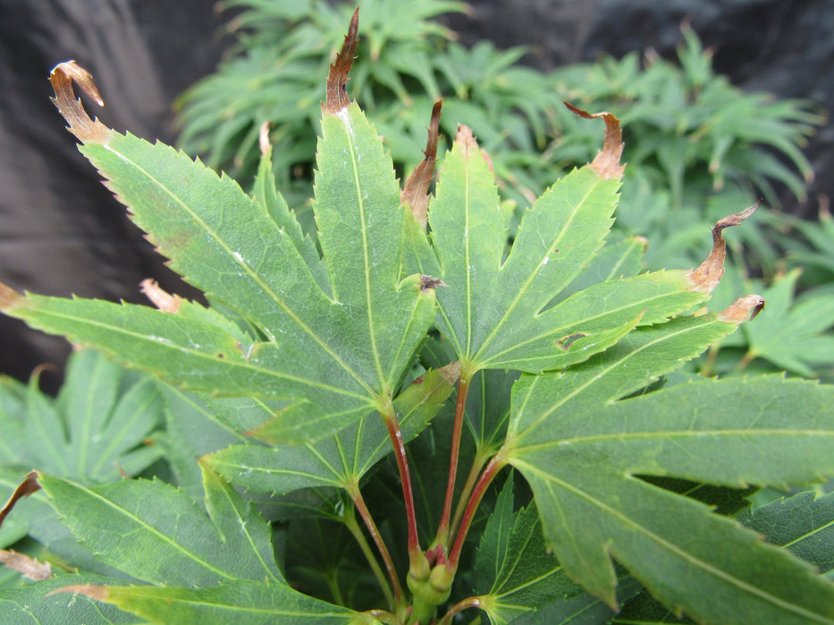 42 Year Old Mikawa Yatsubusa Japanese Maple Bonsai Tree Single Leaf