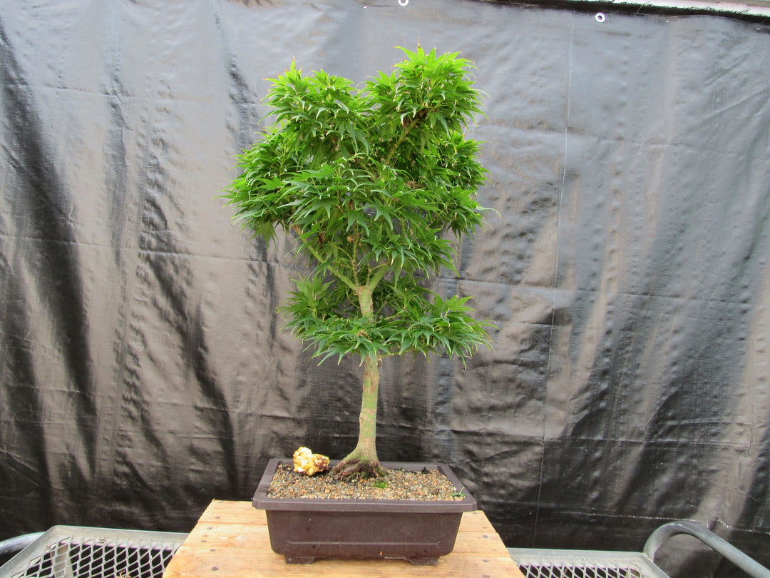 42 Year Old Mikawa Yatsubusa Japanese Maple Bonsai Tree Back