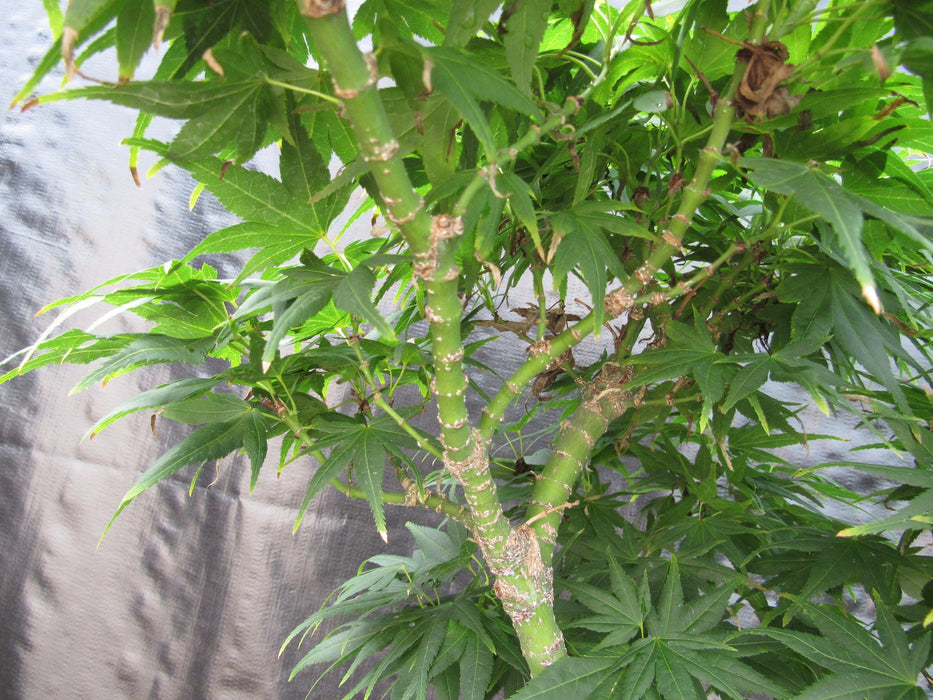 42 Year Old Mikawa Yatsubusa Japanese Maple Bonsai Tree Branches