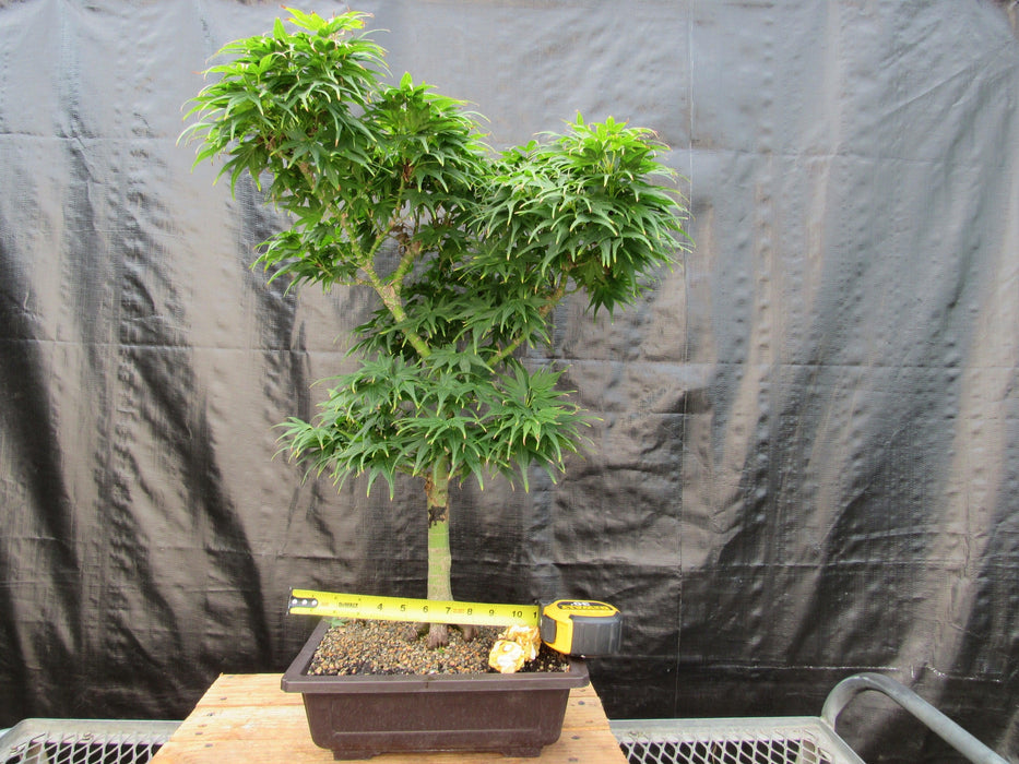 42 Year Old Mikawa Yatsubusa Japanese Maple Bonsai Tree Width