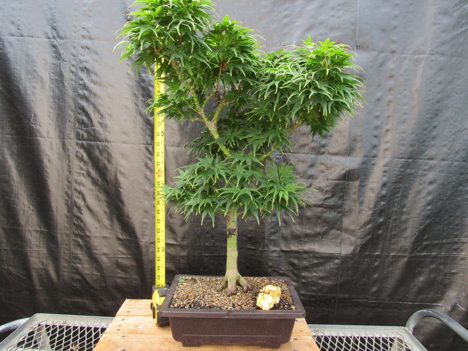 42 Year Old Mikawa Yatsubusa Japanese Maple Bonsai Tree Height