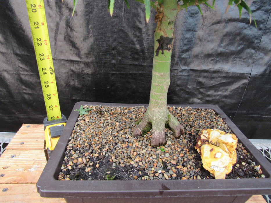 42 Year Old Mikawa Yatsubusa Japanese Maple Bonsai Tree Tall