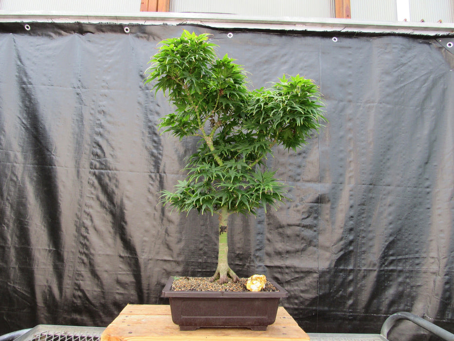 42 Year Old Mikawa Yatsubusa Japanese Maple Bonsai Tree Profile
