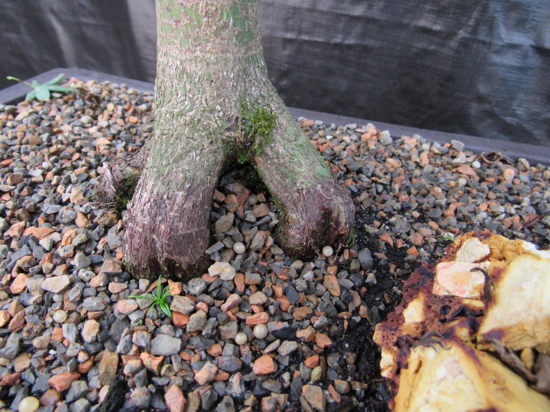 42 Year Old Mikawa Yatsubusa Japanese Maple Bonsai Tree Roots