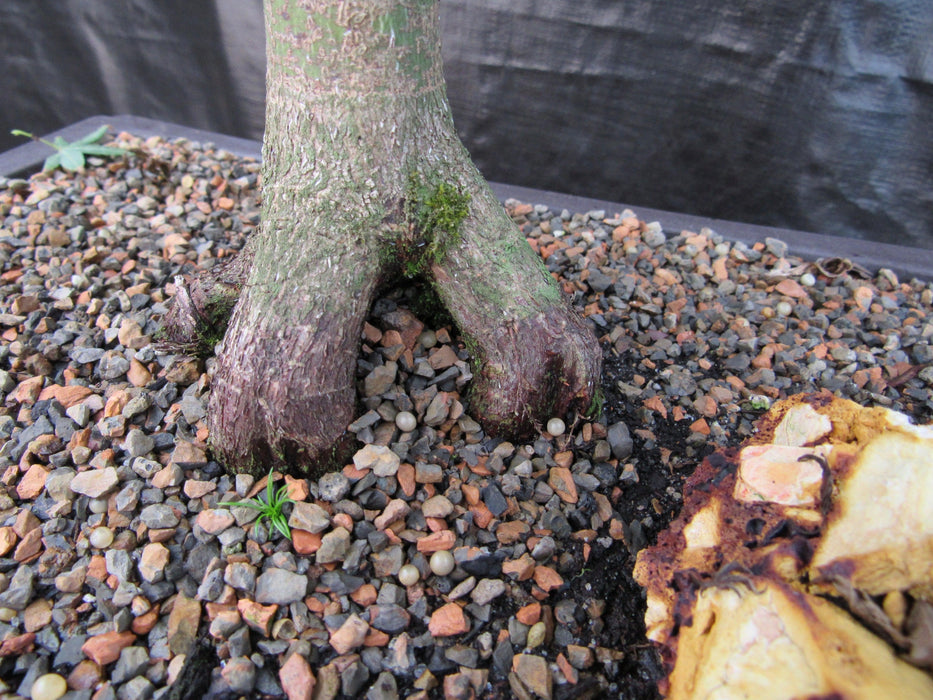 42 Year Old Mikawa Yatsubusa Japanese Maple Bonsai Tree Roots