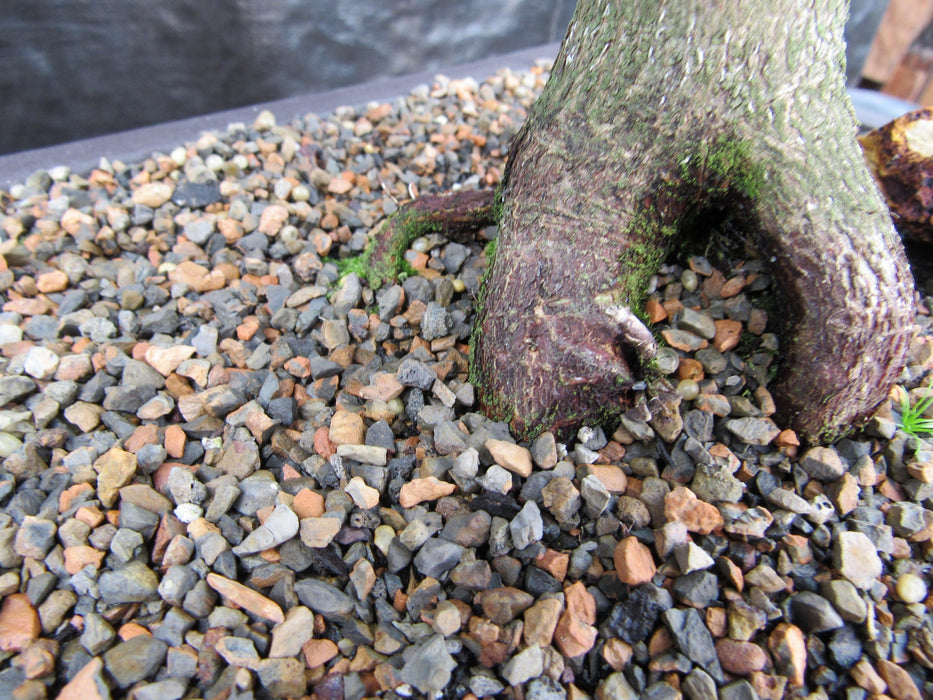 42 Year Old Mikawa Yatsubusa Japanese Maple Bonsai Tree Root Moss