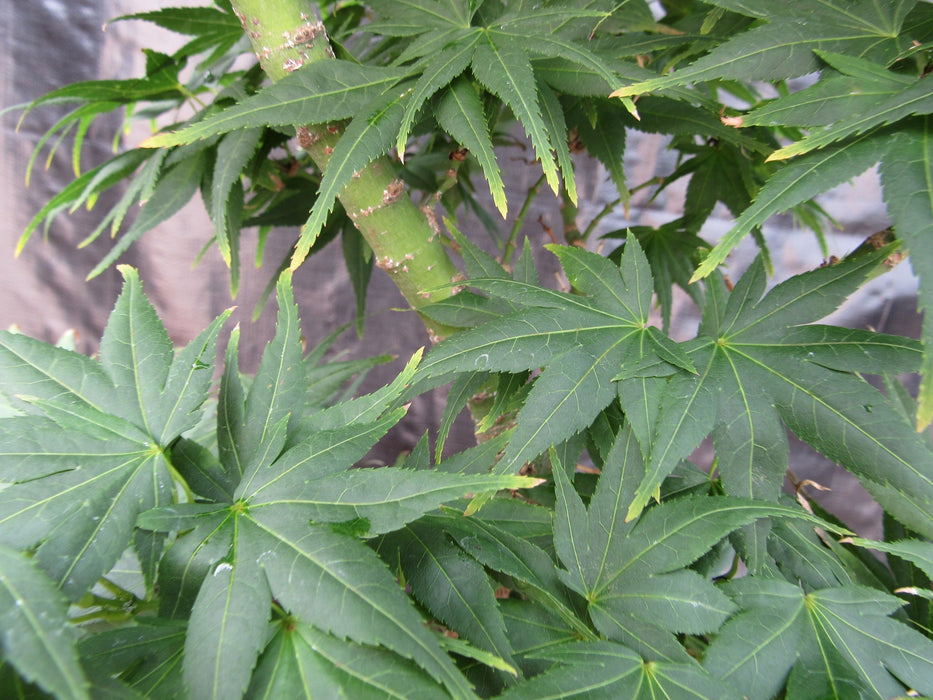 42 Year Old Mikawa Yatsubusa Japanese Maple Bonsai Tree Leaves