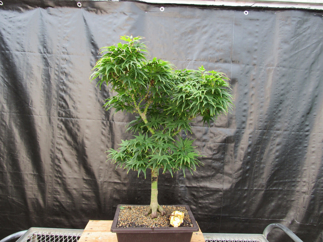 42 Year Old Mikawa Yatsubusa Japanese Maple Bonsai Tree