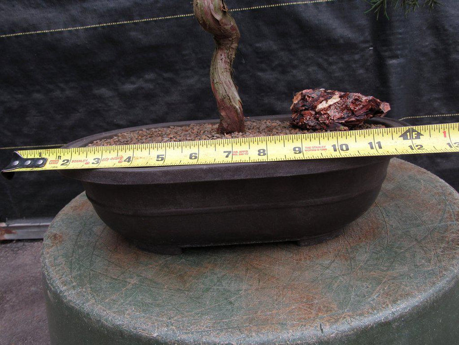 42 Year Old Shimpaku Chinese Juniper Specimen Bonsai Tree Width