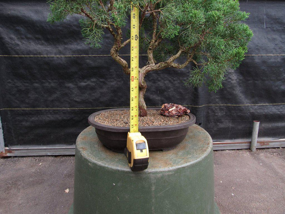 42 Year Old Shimpaku Chinese Juniper Specimen Bonsai Tree Size